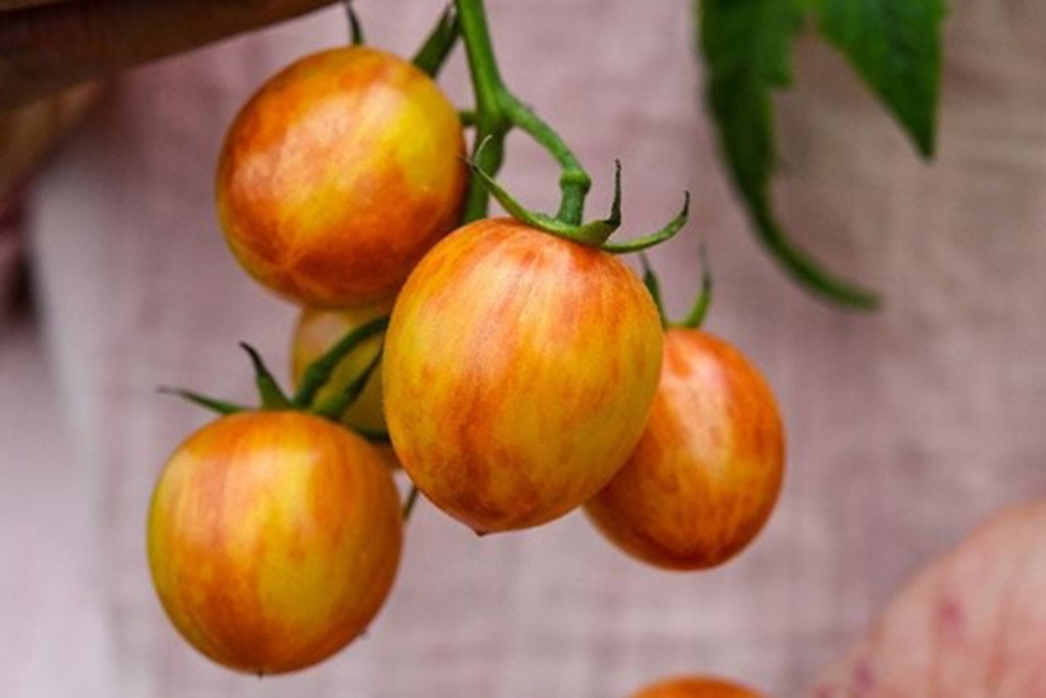 Bumble Bee Tomatoes