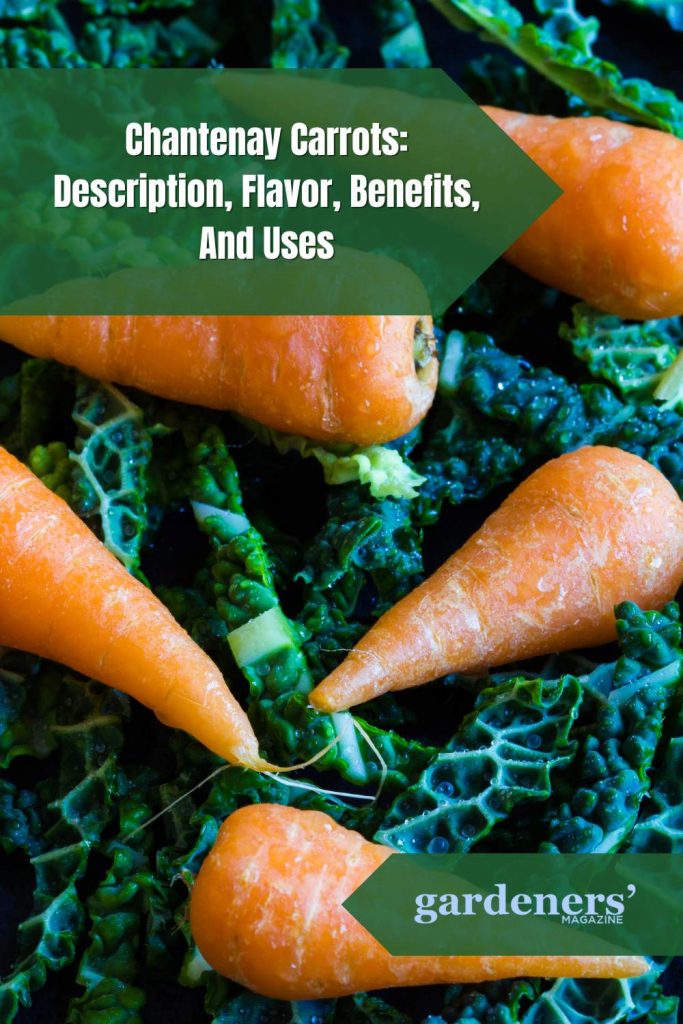 chantenay carrots description