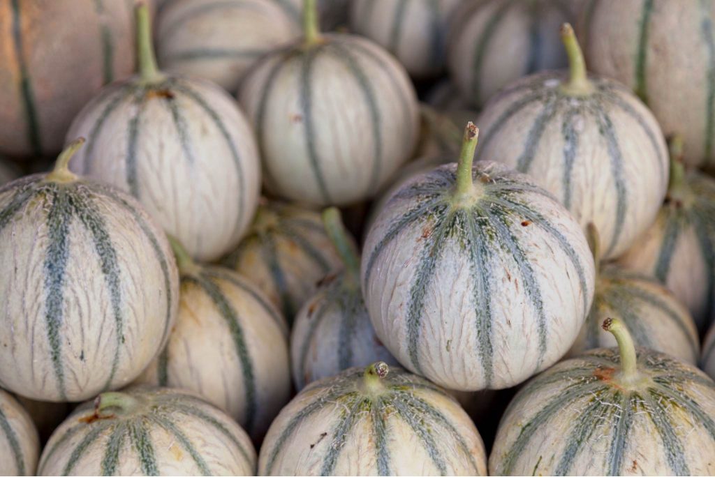 Charentais Melon Description, Flavor, Benefits, And Uses Gardeners