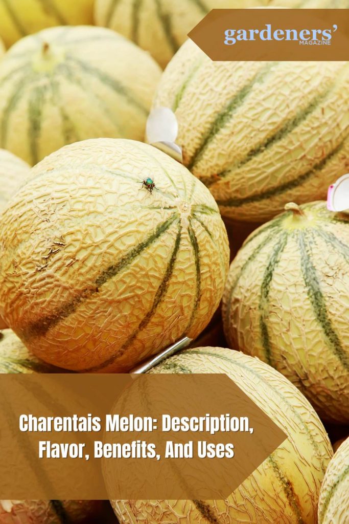 Charentais Melon Description