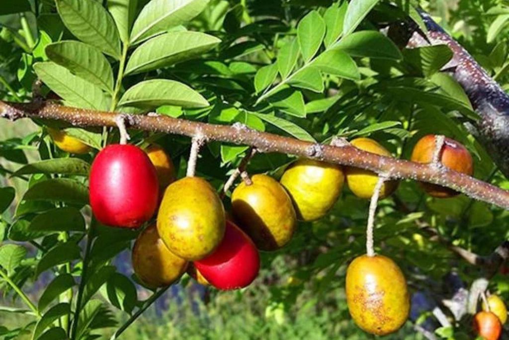 ciruela-spanish-plum-description-flavor-benefits-and-uses