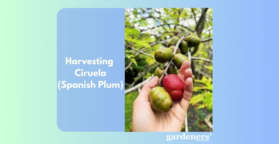harvesting Ciruela 