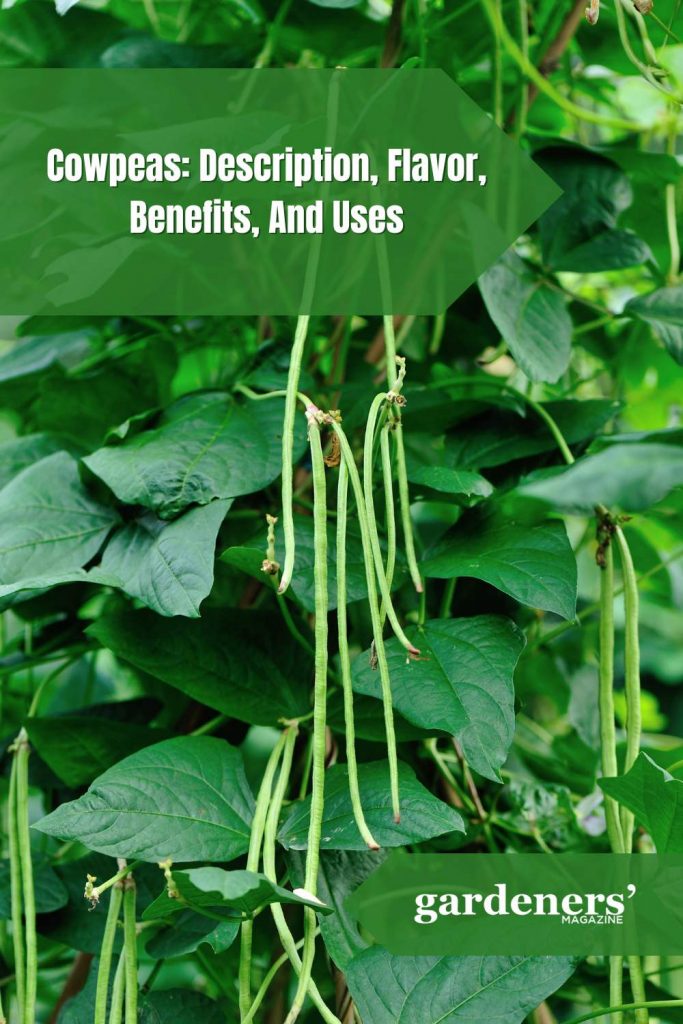 Cowpeas: Description, Flavor, Benefits, And Uses - Gardeners' Magazine