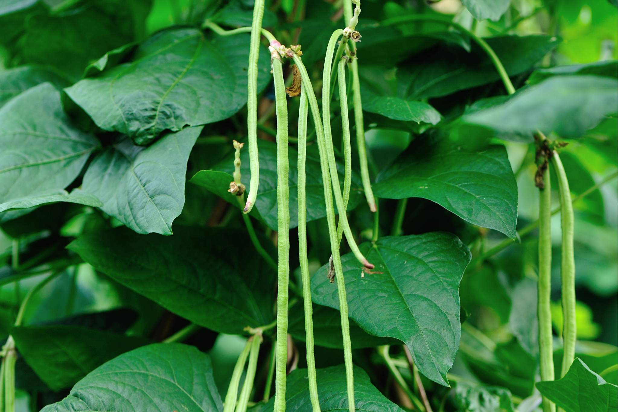 Cowpeas