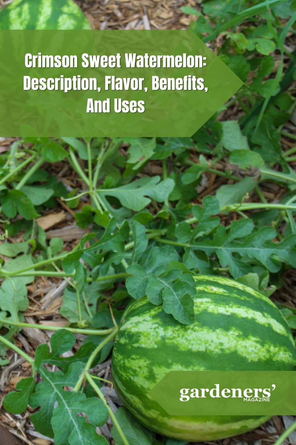 Crimson Sweet Watermelon: Description, Flavor, Benefits, And Uses ...
