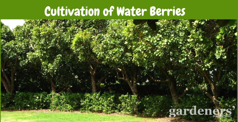 cultivation of water berries