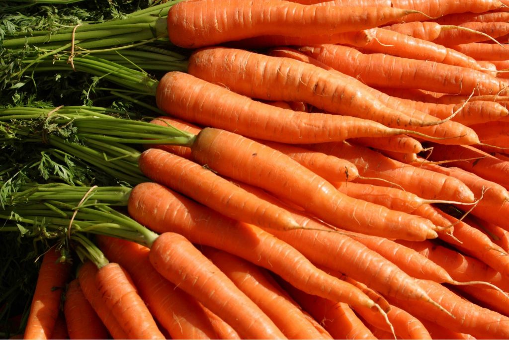 Danvers Carrot: Description, Flavor, Benefits, And Uses - Gardeners ...