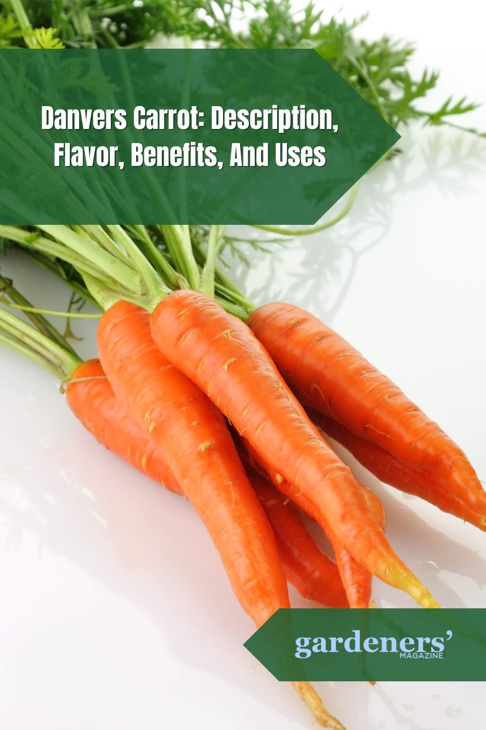 Danvers Carrot: Description, Flavor, Benefits, And Uses - Gardeners ...