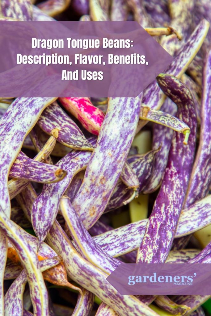 Dragon Tongue Beans Description, flavor, benefits and uses