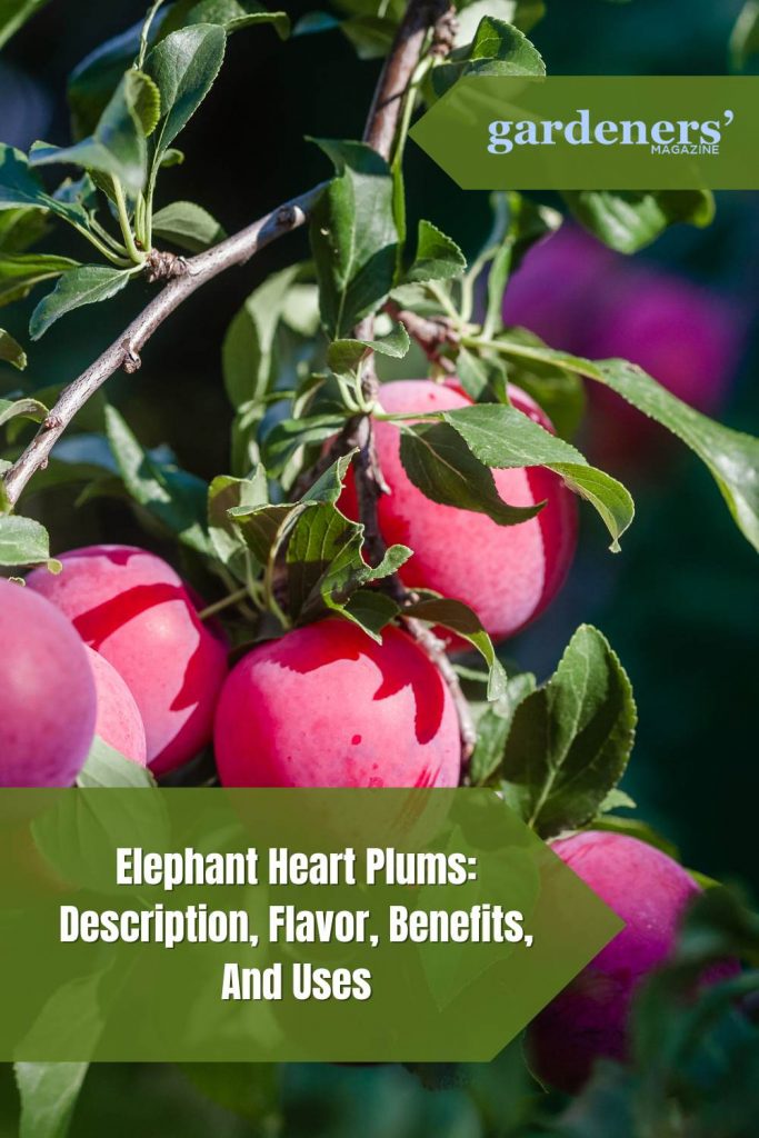 Elephant Heart Plum Description