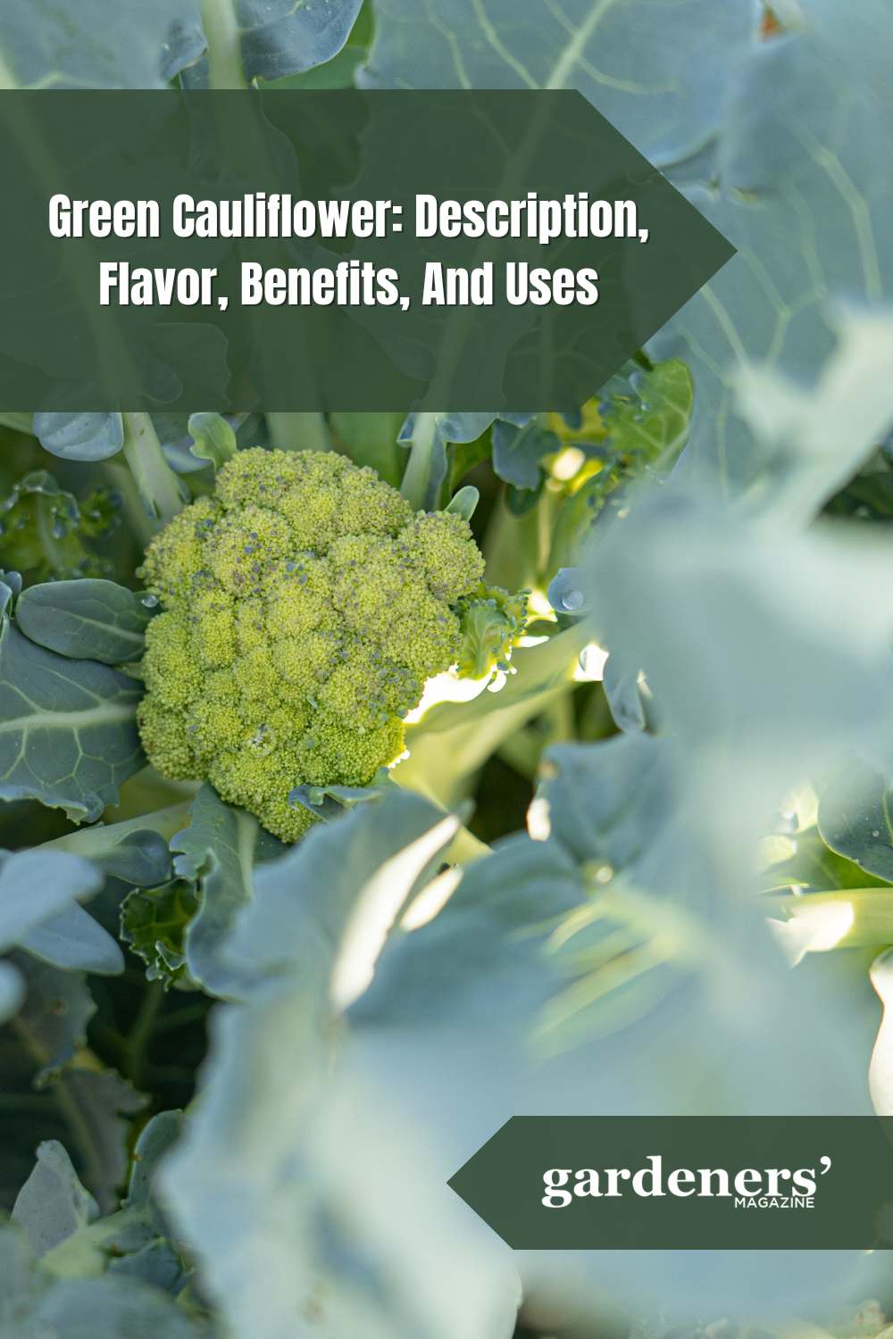 Green Cauliflower Description, Flavor, Benefits, And Uses Gardeners
