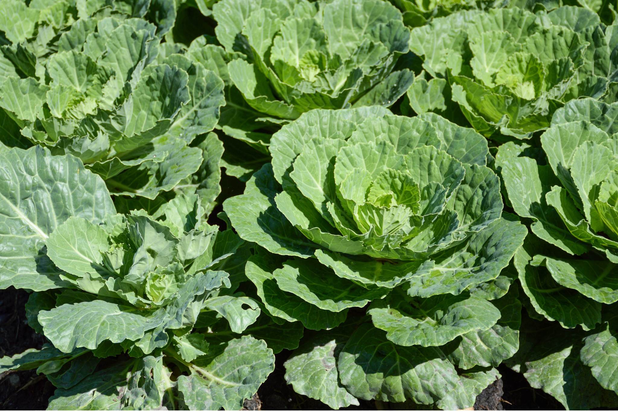 Green Cauliflower