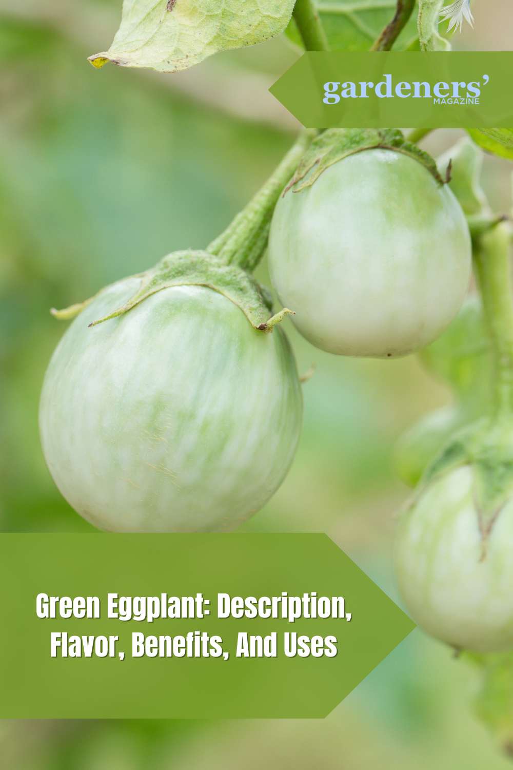 Green Eggplant Description, Flavor, Benefits, And Uses Gardeners