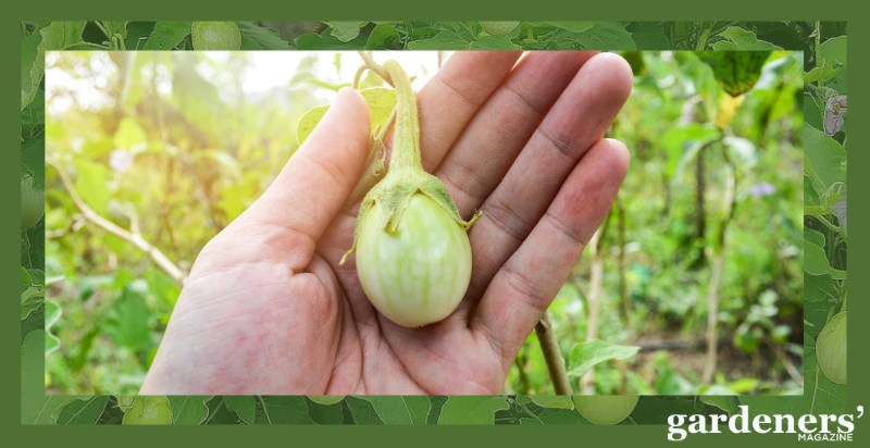 harvesting green eggplant
