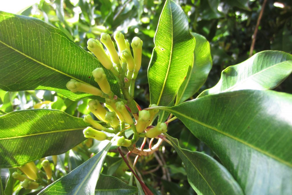 Ground Cloves: Description, Flavor, Benefits, And Uses - Gardeners ...