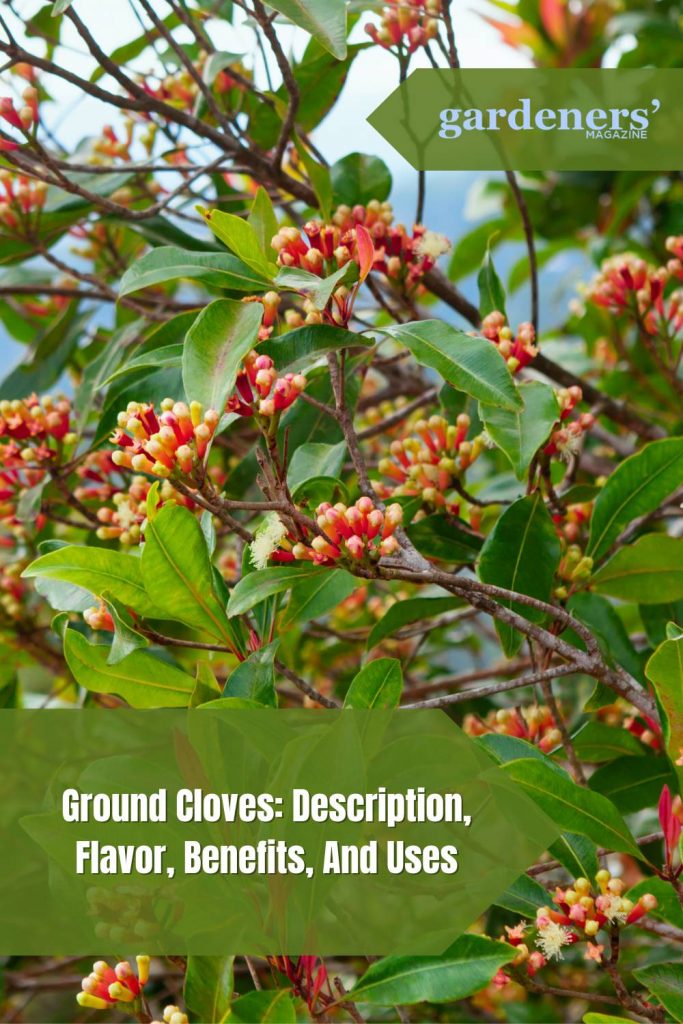 Ground Cloves Description