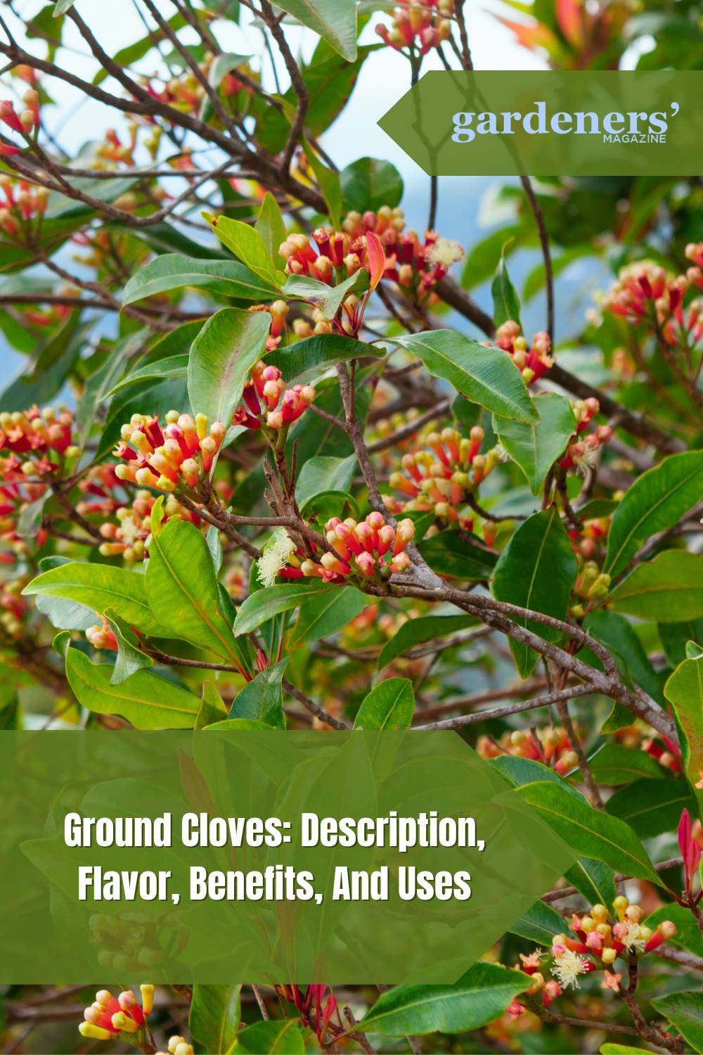 Ground Cloves Description, Flavor, Benefits, And Uses Gardeners