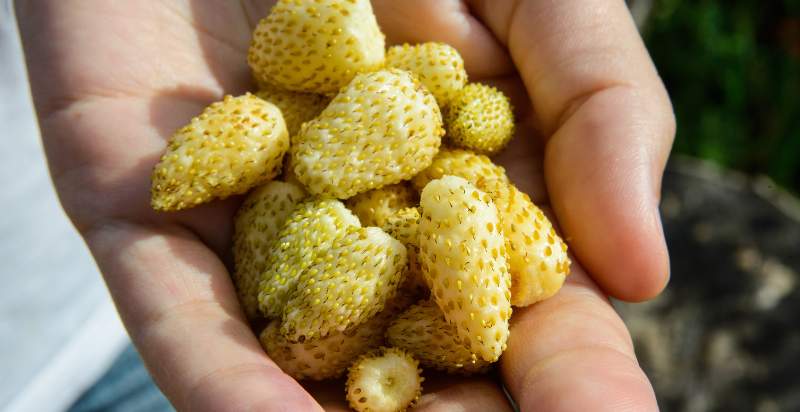 Harvested Alpine Yellow Wonder Strawberry