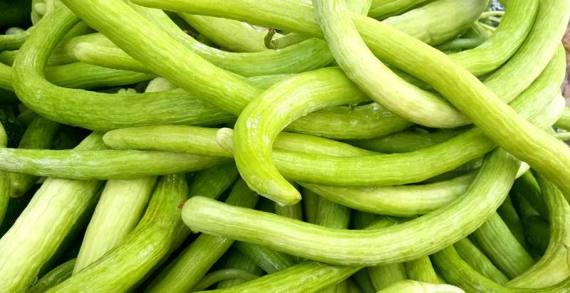 harvested armenian cucumber