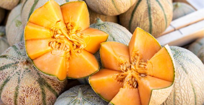 Harvested Charentais Melon