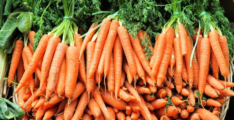 Harvested danvers carrot