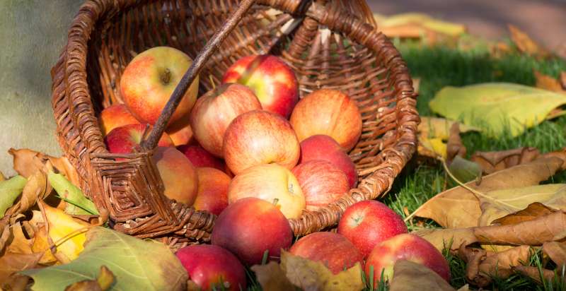 Harvested Koru Apples