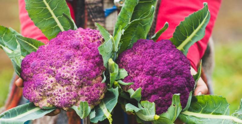 Harvested Purple Cauliflower