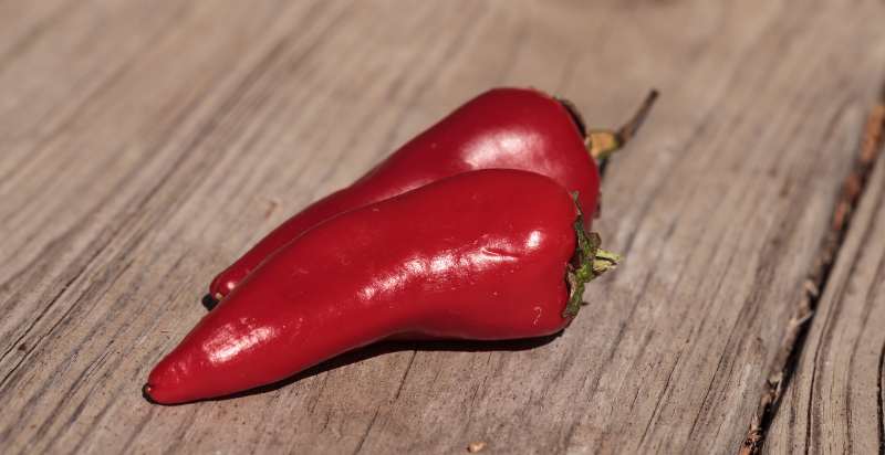 Harvested Red Jalapeno Chile Pepper