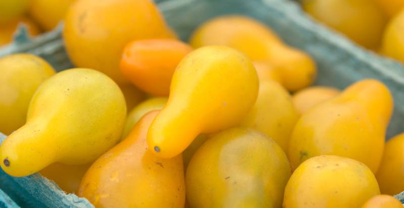 Harvested Yellow Pear Tomato