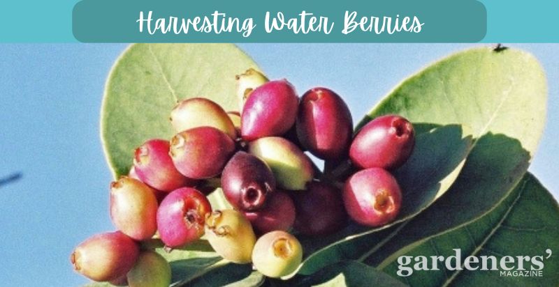 harvesting water berries