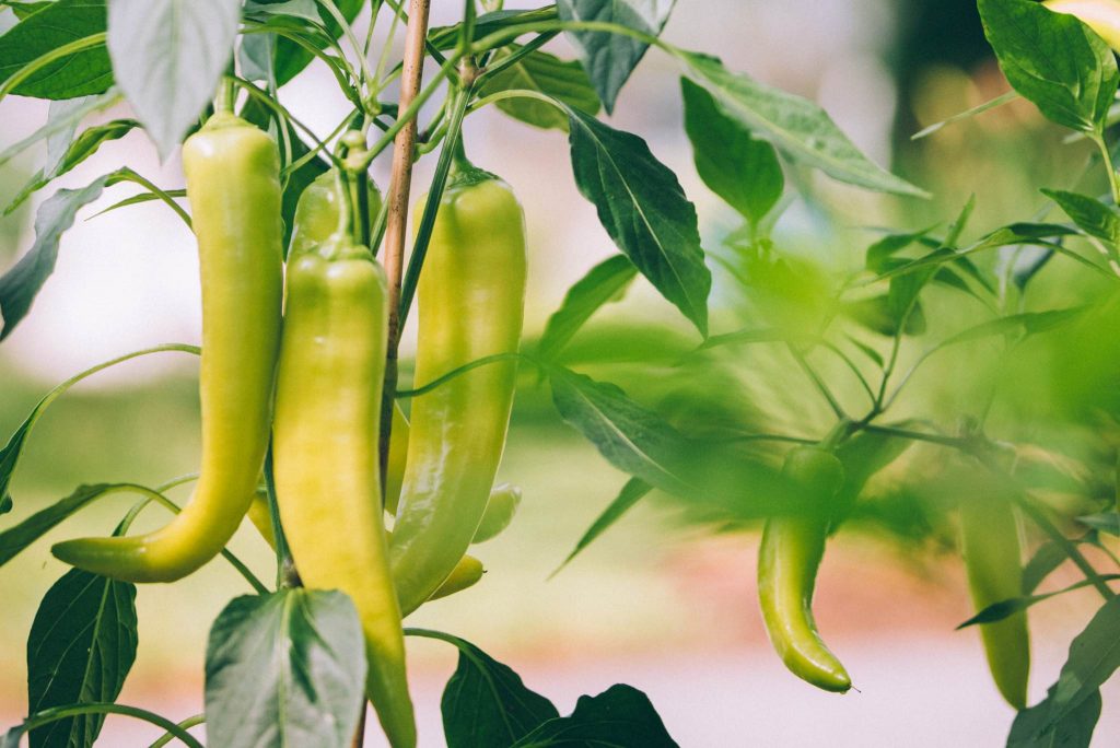 Hungarian Wax Peppers Description, Flavor, Benefits, And Uses Gardeners' Magazine