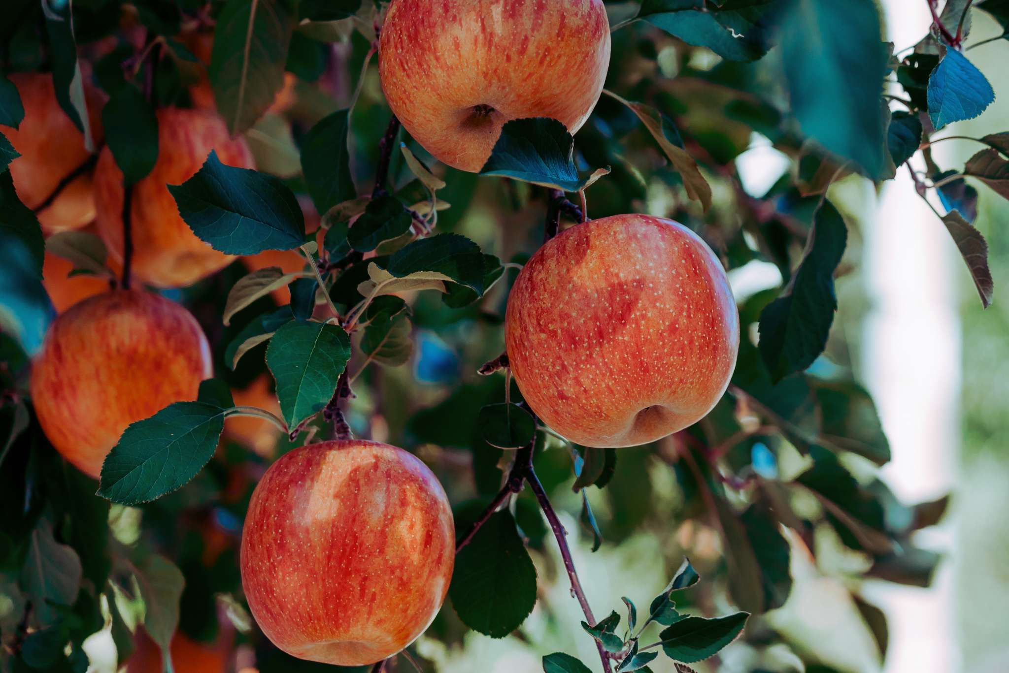 Koru Apples