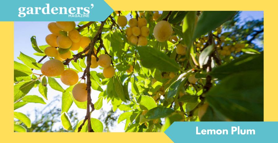 lemon plum cultivation