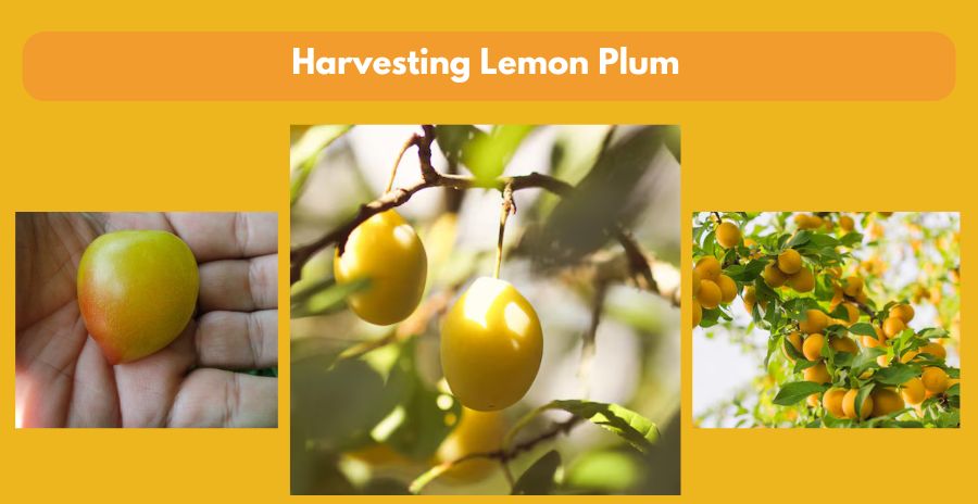 Lemon Plum Harvesting