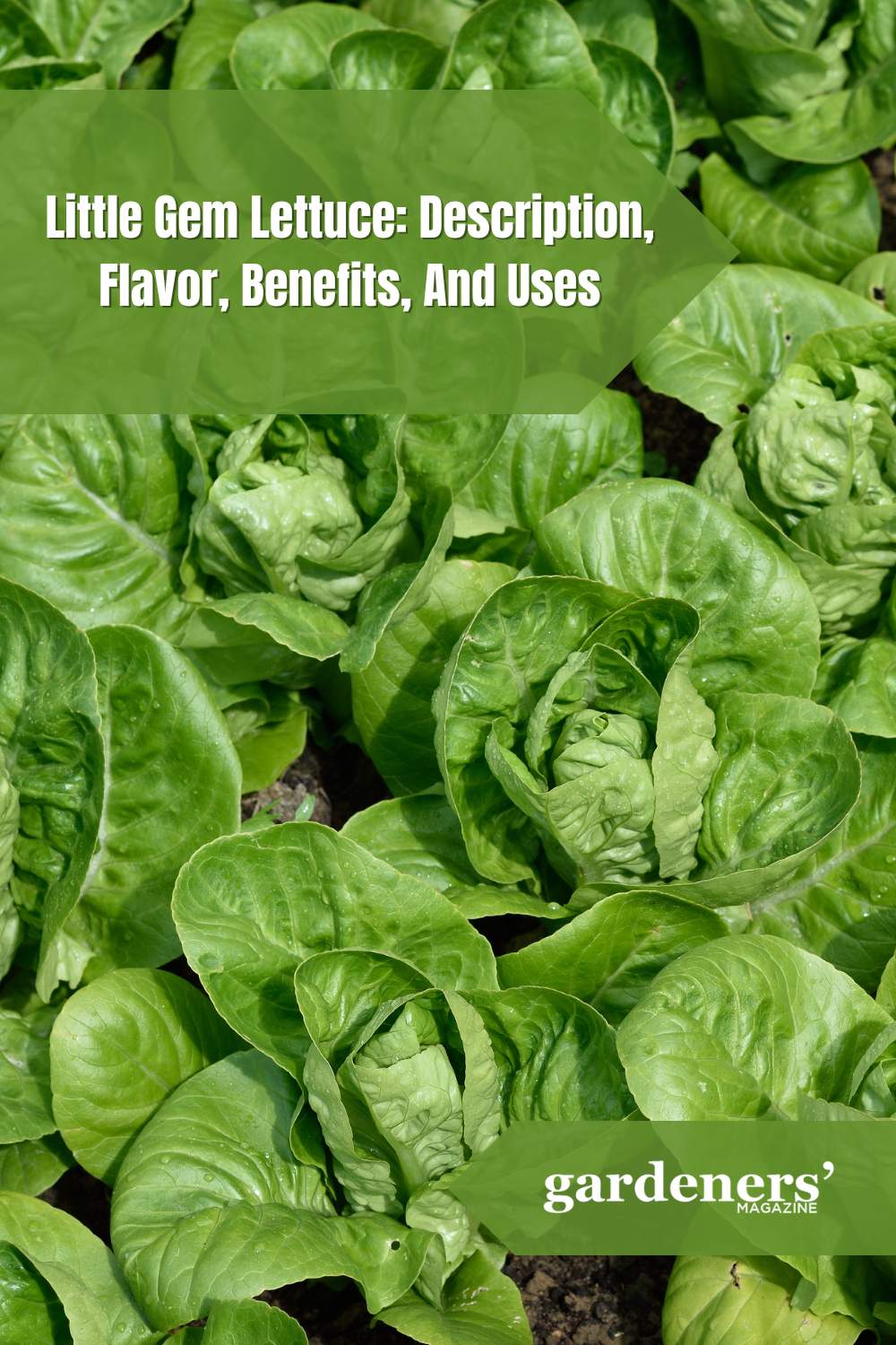 Little Gem Lettuce Description, Flavor, Benefits, And Uses Gardeners