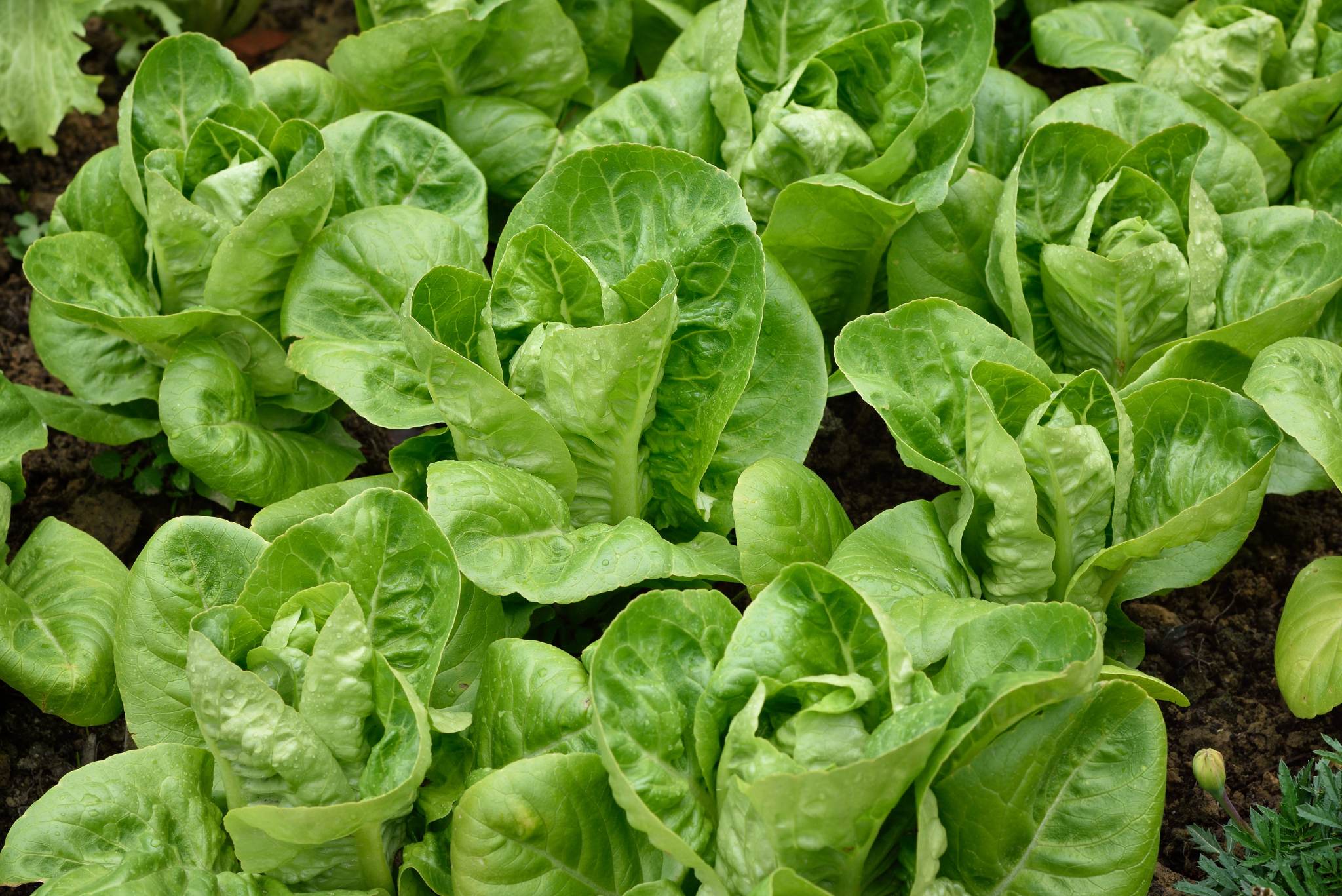 Little Gem Lettuce