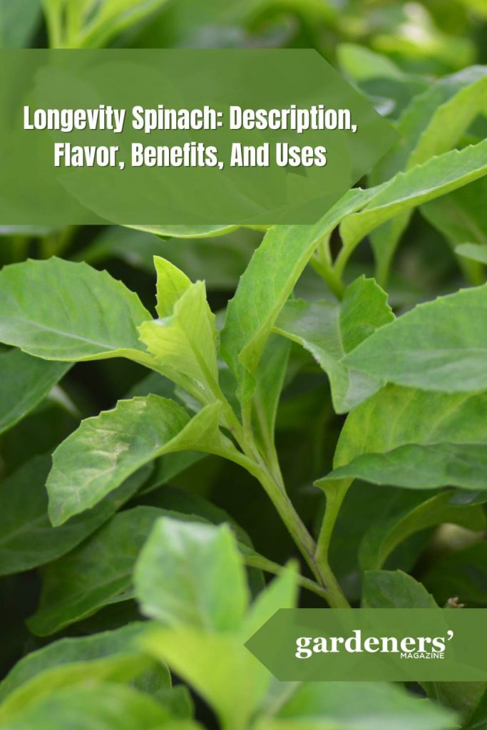 Longevity Spinach Description