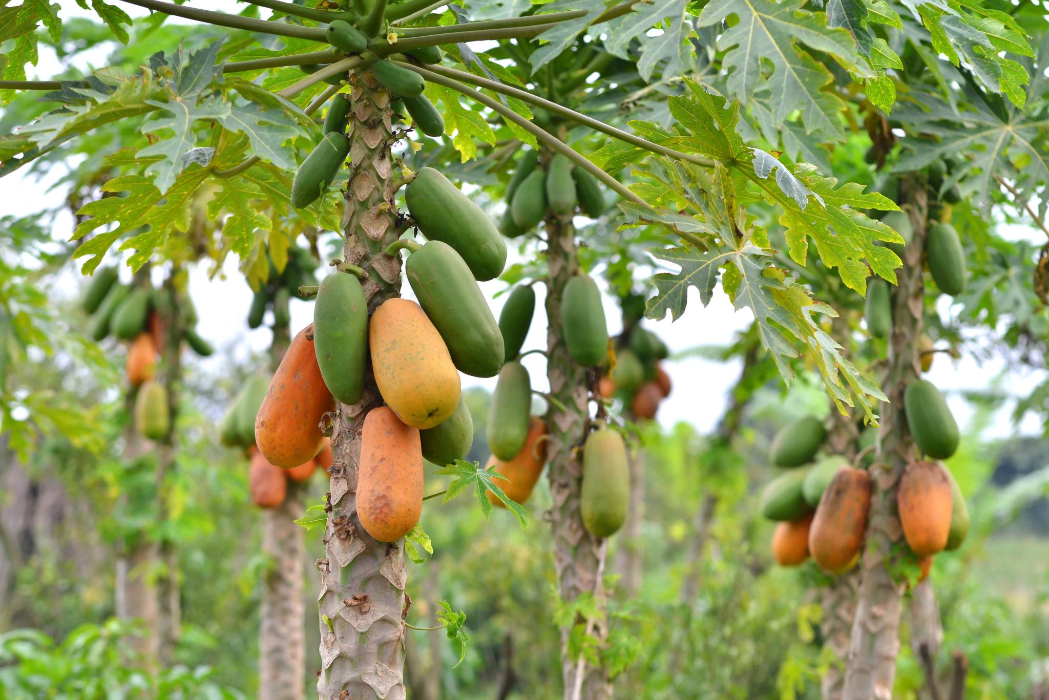 Maradol Papayas