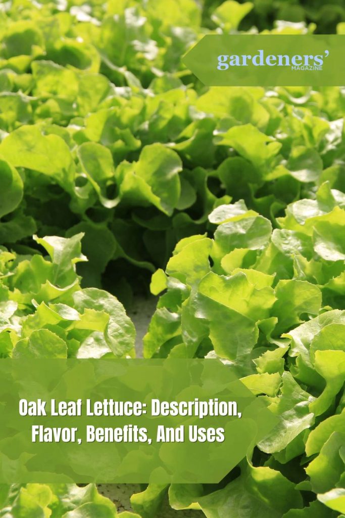Oak Leaf Lettuce Description