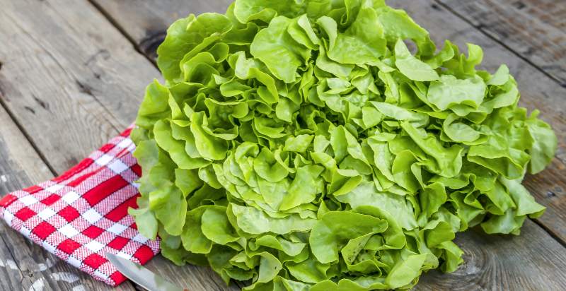 Oak Leaf Lettuce Harvested