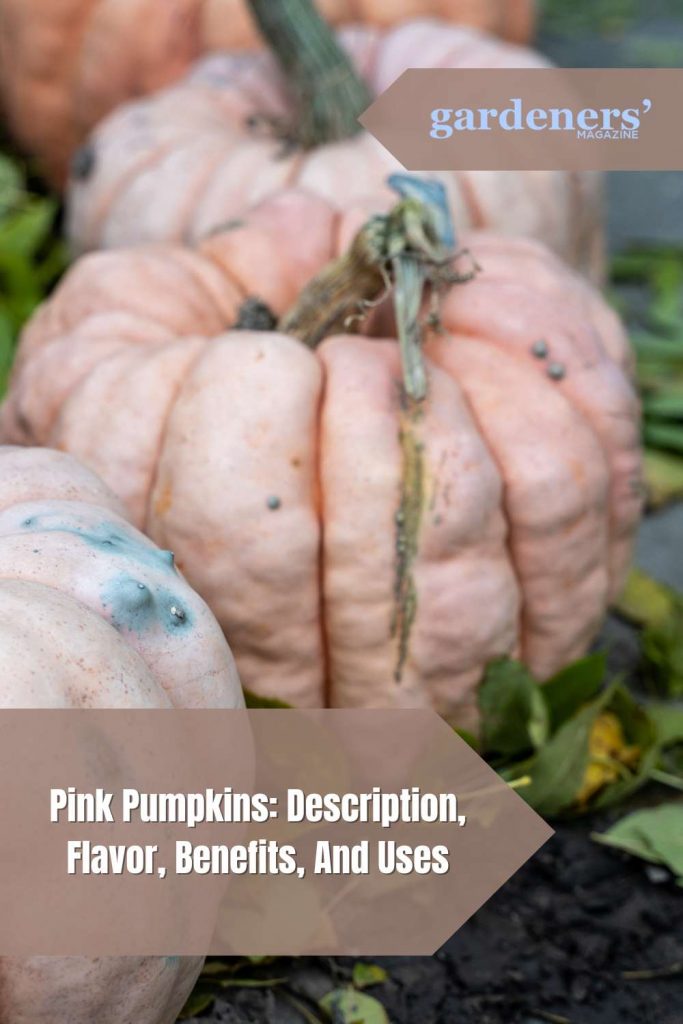 Pink Pumpkin Description