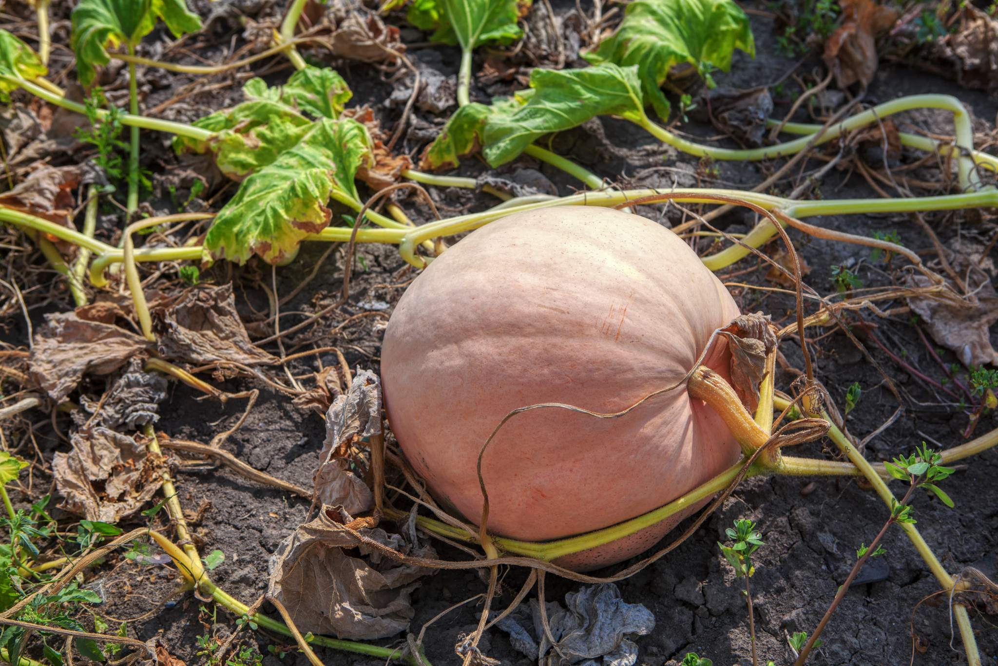 Pink Pumpkin