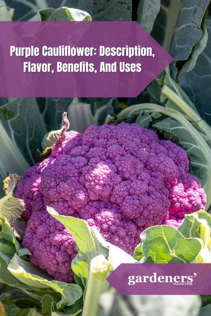 Purple Cauliflower Description