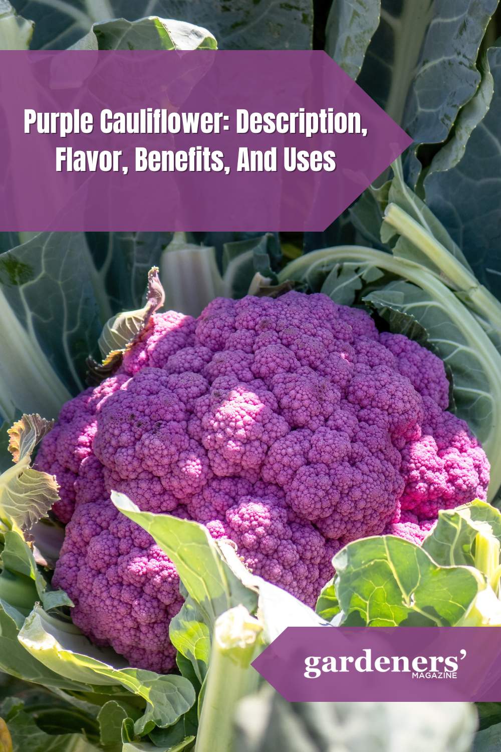 Purple Cauliflower Description Flavor Benefits And Uses Gardeners purple-cauliflower-description-flavor-benefits-and-uses-gardeners