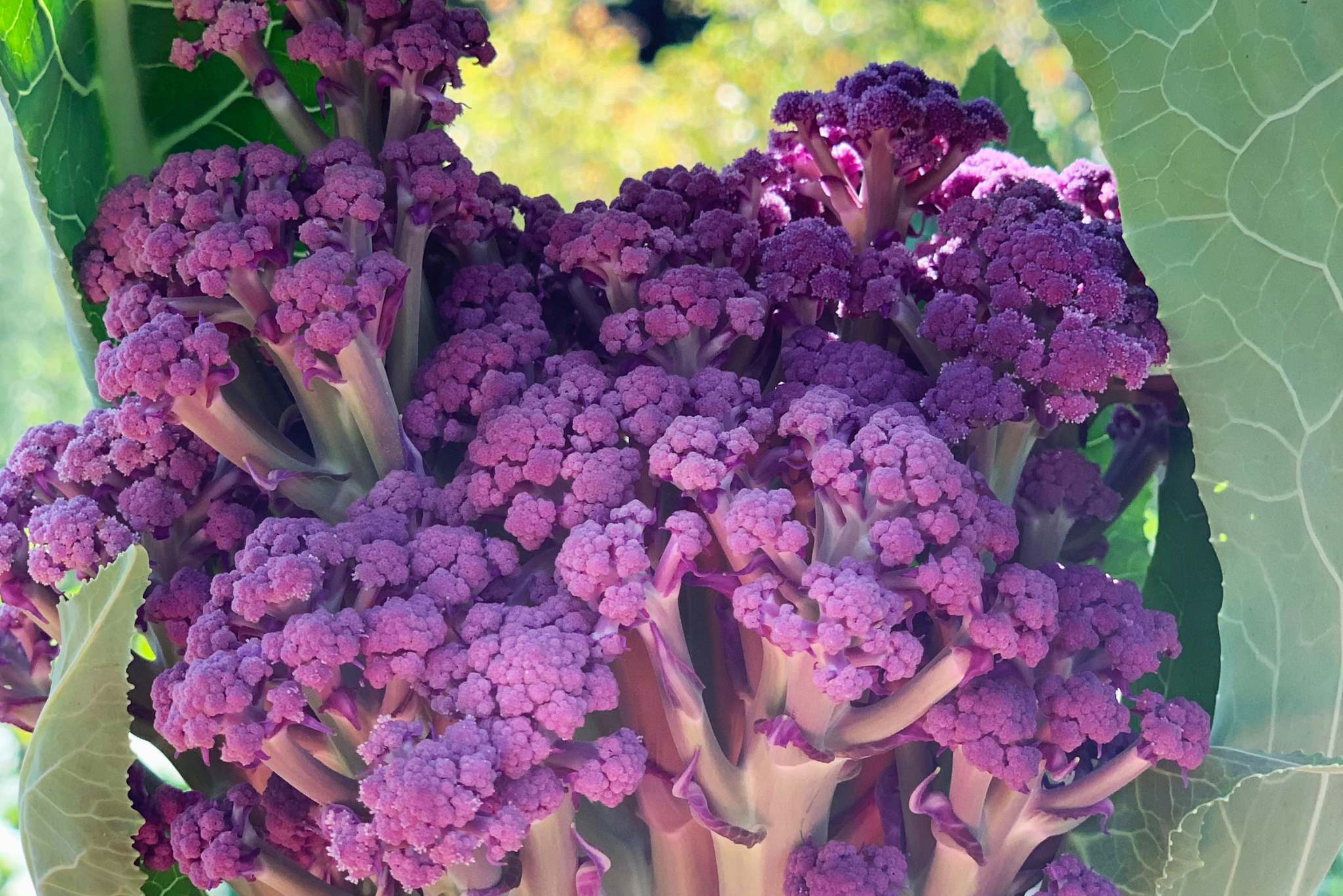 Purple Cauliflower