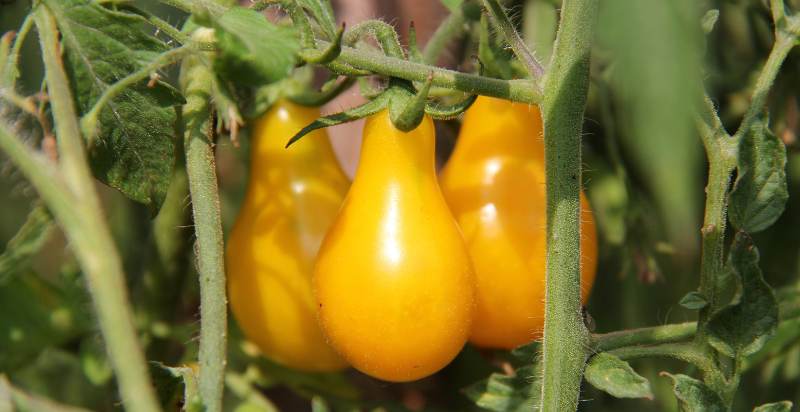 Ready To Harvest Yellow Pear Tomato