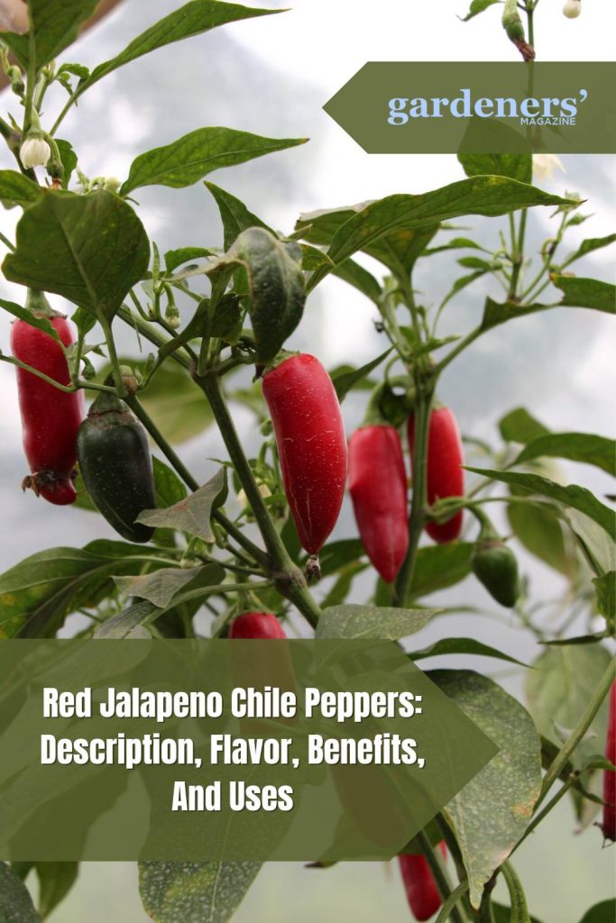 Red Jalapeno Chile Pepper Description