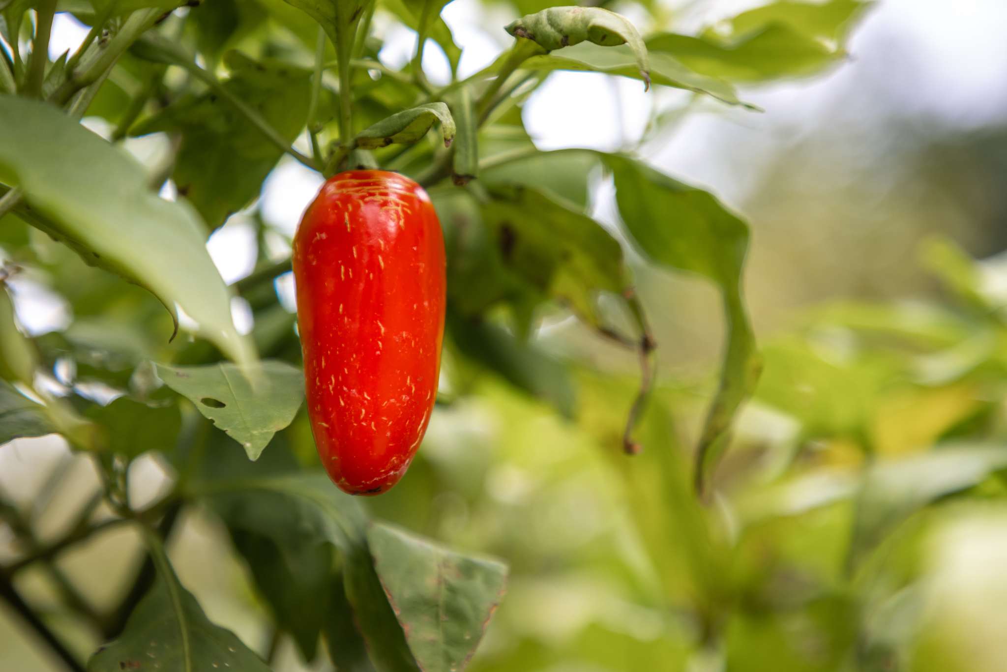 Red Jalapeno Chile Pepper