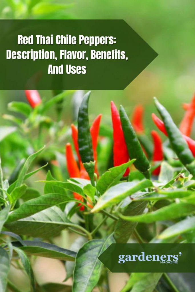 Red Thai Chile Peppers Description