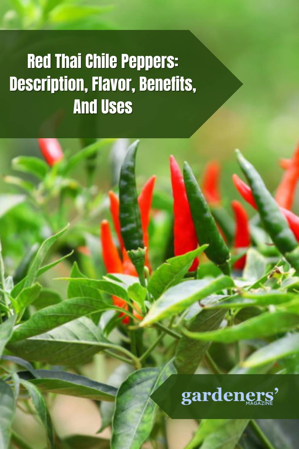 Red Thai Chile Peppers Description, Flavor, Benefits, And Uses